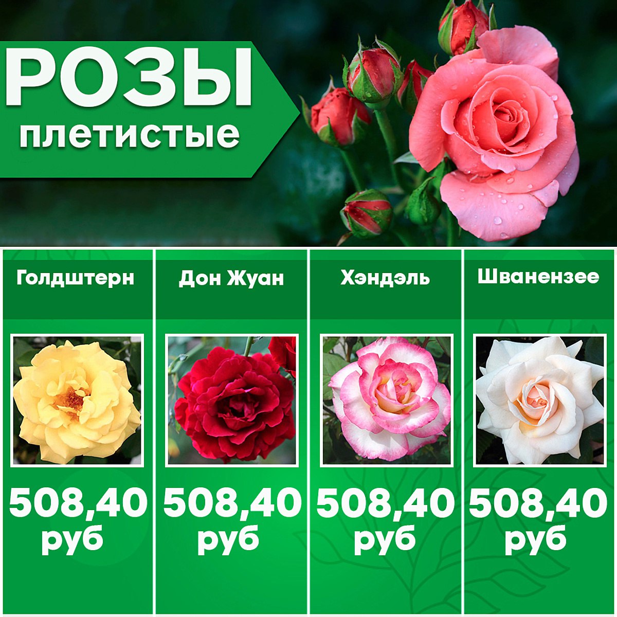 Rose sale